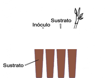 Inóculos micorrícicos
